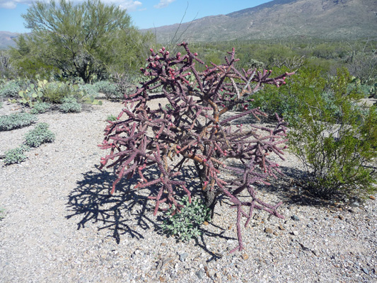 Purple buckhorn cholla with red fruit
