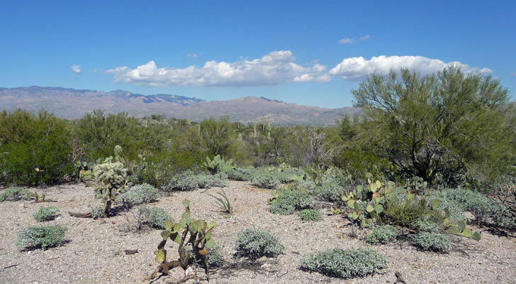 East Saguaro National Park