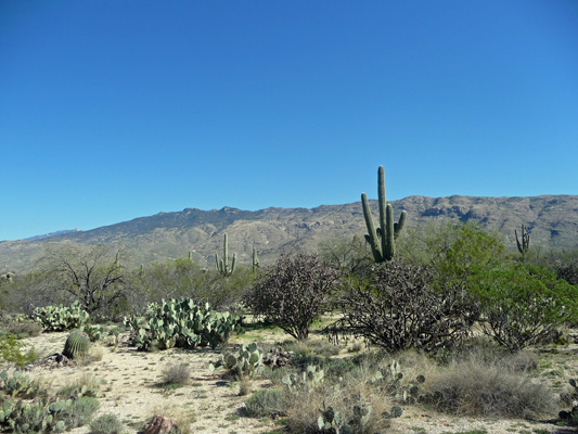 East Saguaro National Park