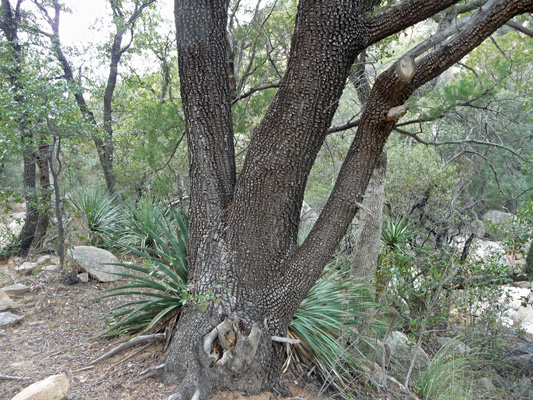 Alligator Juniper bark