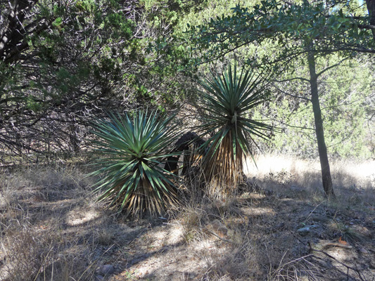 Schott's Yucca Ramsey Canyon Conservation area