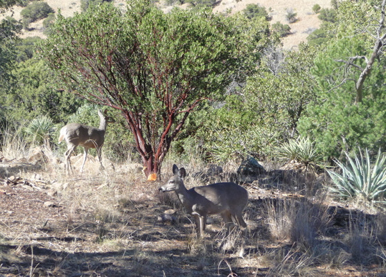 White tailed deer Ramsey Canyon AZ