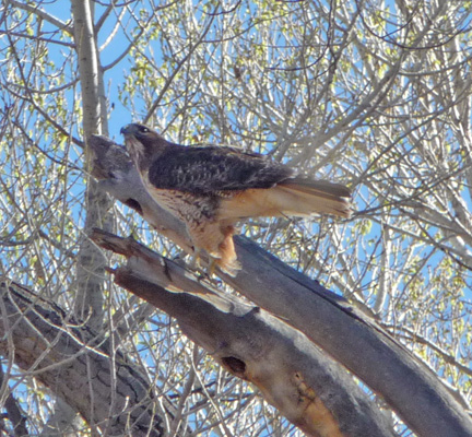 Northern Harrier San Pedro House AZ