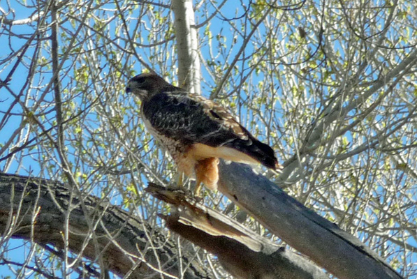 Northern Harrier San Pedro House AZ