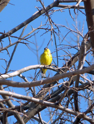 Lesser Goldfinch San pedro house AZ