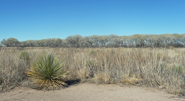 Soaptree yucca San Pedro House AZ