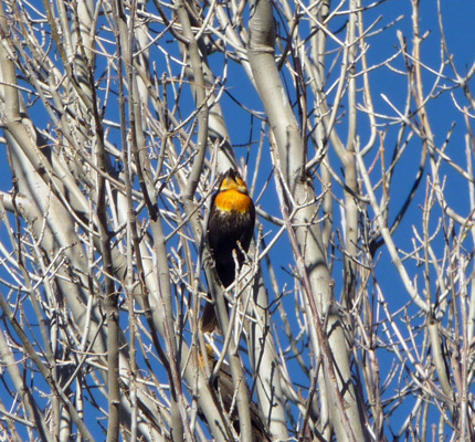 Yellow-headed black bird