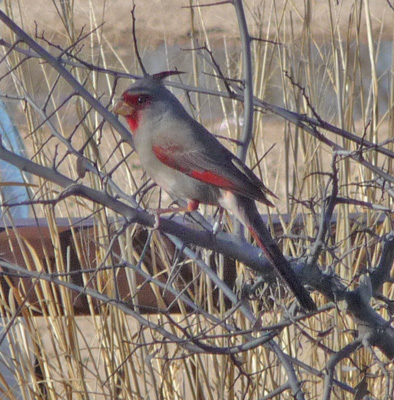 Pyrrhuloxia female San Pedro House AZ