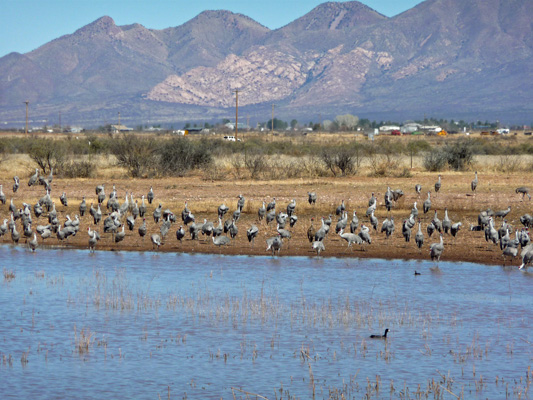 Sandhill cranes Whitewater Draw SCA