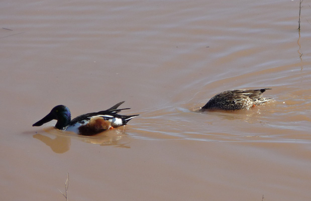 Northern Shoveler Whitewater Draw SCA