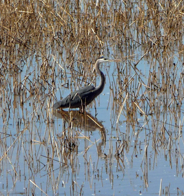 Great Blue Heron Whitewater Draw SCA