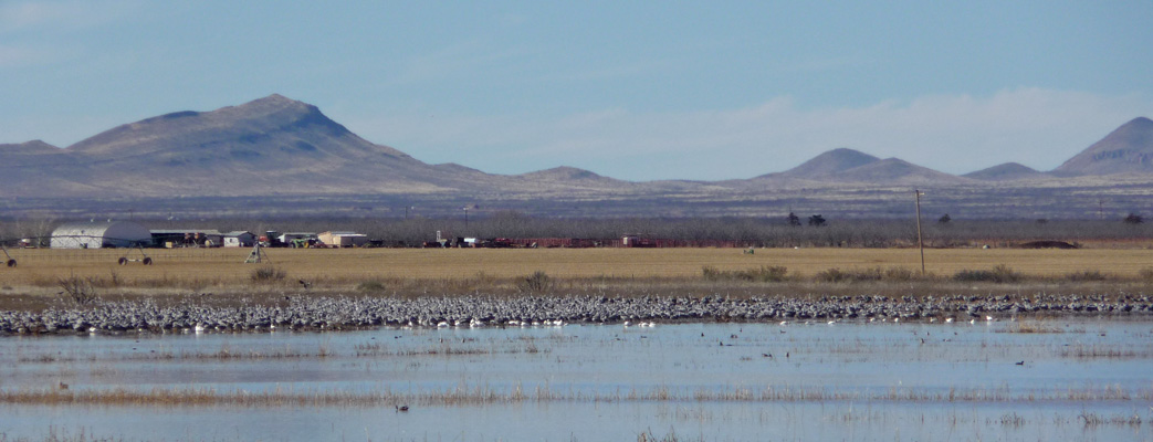 Sandhill cranes and snow geese Whitewater Draw
