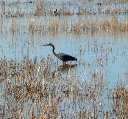 Great Blue Heron Whitewater Draw SCA