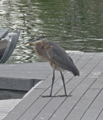 Great Blue Heron Lake Havasu City Bridgewater Channel