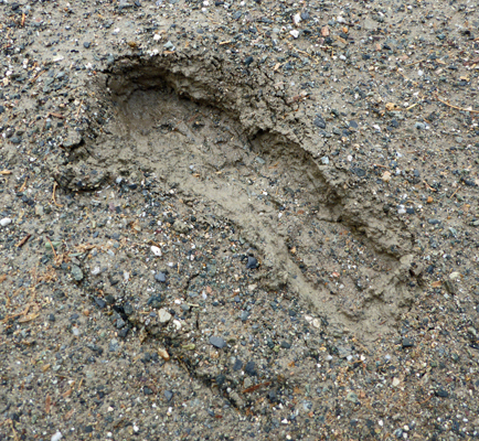 foot print in mud
