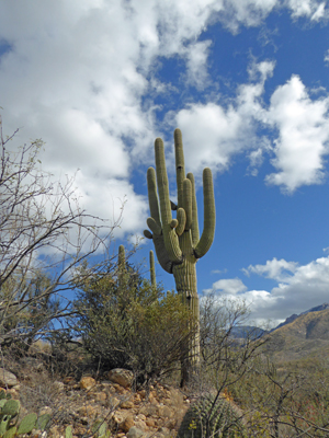 Saguaro Romero Ruins Trail