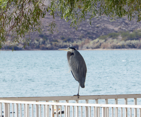 Great Blue Heron Cattail Cove SP