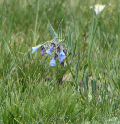 Oblongleaf Bluebells (Mertensia oblongifolia)