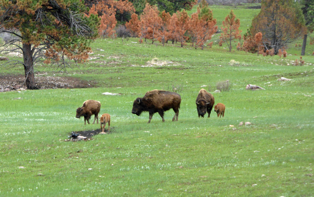 Wind Cave bison