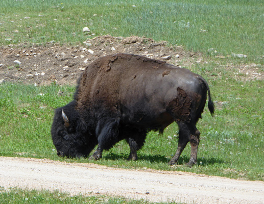 Bison Custer SP