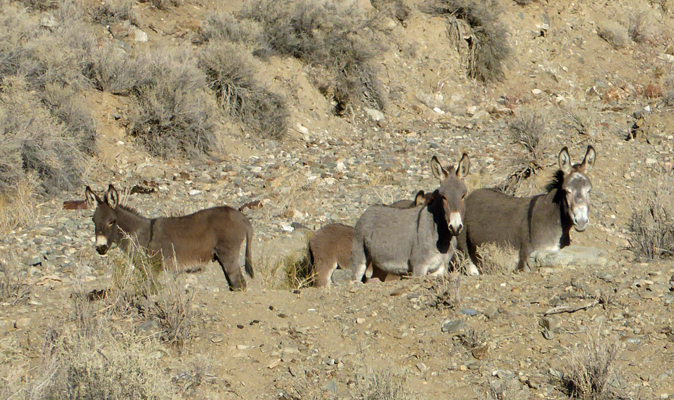 Ferral burros Death Valley
