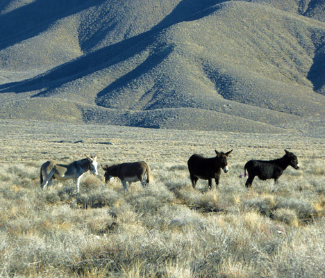 Ferral burros Death Valley