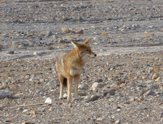 Coyote Death Valley