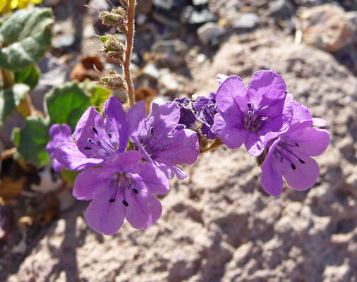 Phacelia (Phacelia calthifolia)