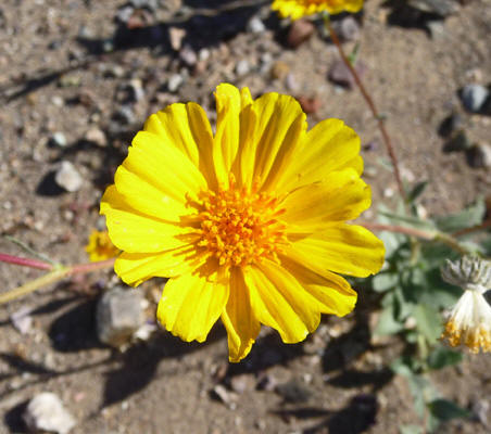 Desert Gold (Geraea canescens)