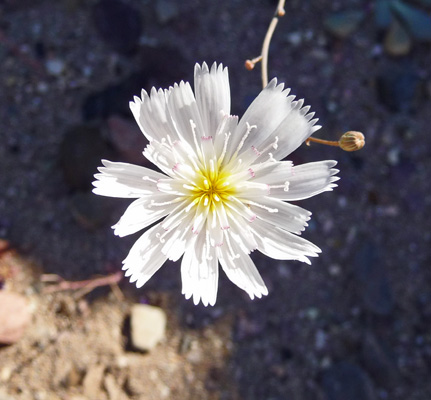 Gravel Ghost (Atrichoseris platyphylla)