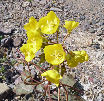 Golden Evening Primrose (Camissonia brevipes)