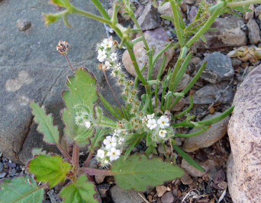 Panamint catseye (Cryptantha angustifolia)