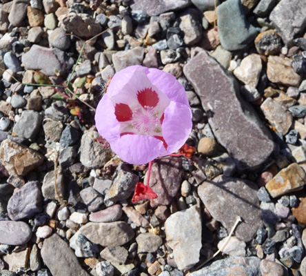 Desert Five-spot (Eremalche rotundifolia) 