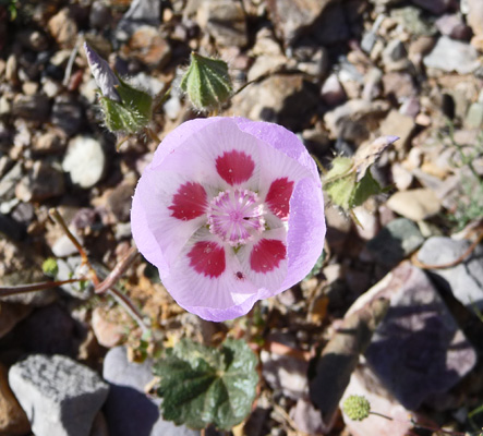 Desert Five-spot (Eremalche rotundifolia)