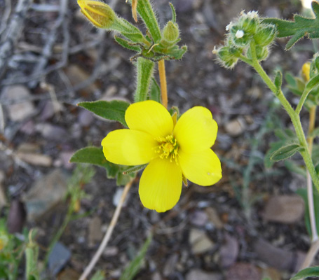 Unknown yellow flower