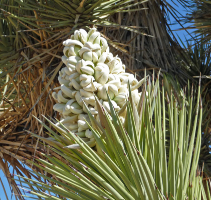 Joshua Tree (Yucca-brevifolia) bloom