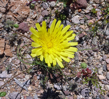 Desert Dandelions (Malacothrix glabrata)