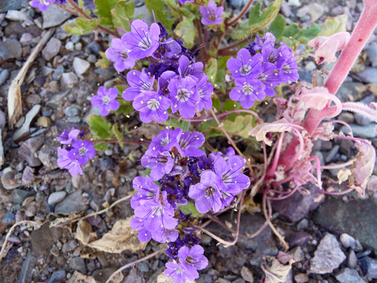 Notch-leafed Phacelia (Phacelia crenulata)