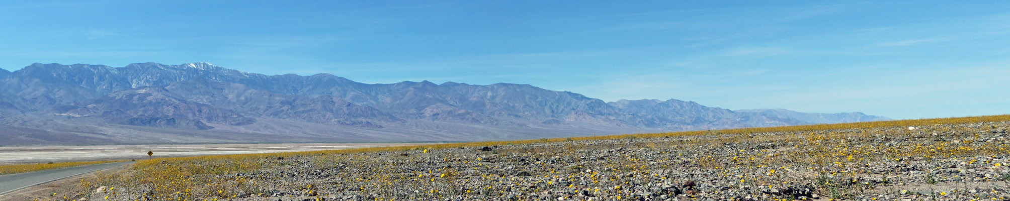 Mile 25 Death Valley Flowers