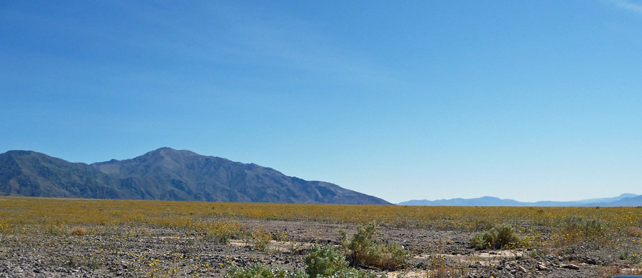 Mile 25 Death Valley flowers