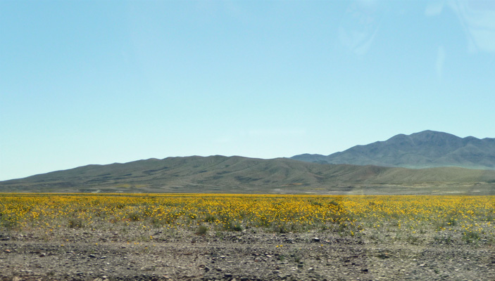 Ash Meadows NWR flowers