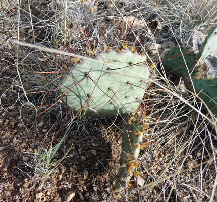 Beavertail cactus with long spines