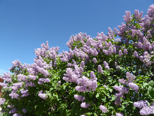 Lilacs Rapid City SD