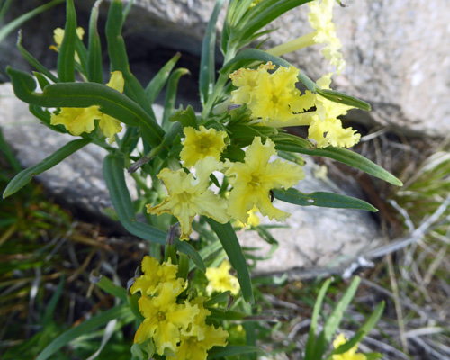 Fringed Puccoon (Lithospermum incisum)