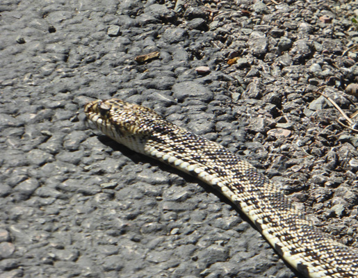 Bullsnake Devils Tower