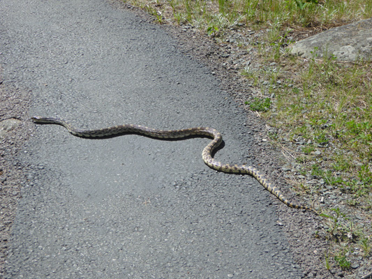 Bullsnake Devils Tower