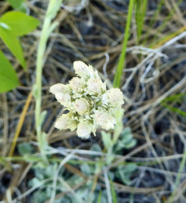 pussytoes (Antennaria spp)