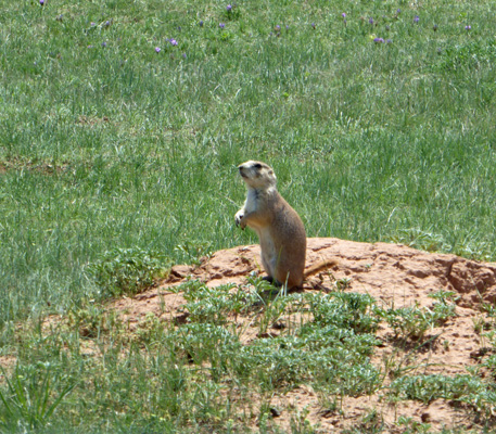 Prairie dog