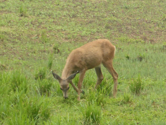 mule deer