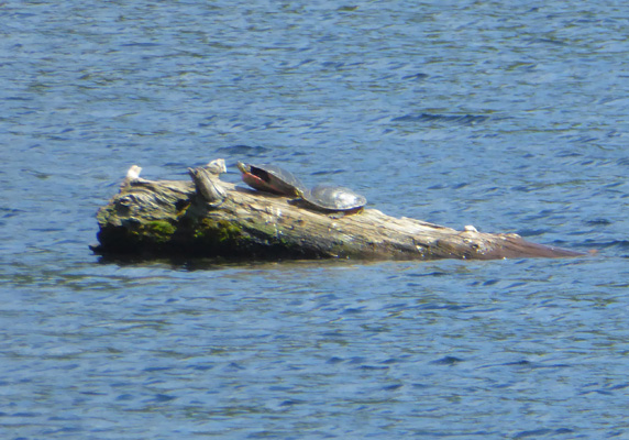 Turtles on a log